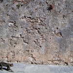 animals___Adagio___Krk, Croatia.