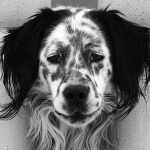 animals___Aground___Baska, Croatia.