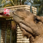 animals___Always Coca Cola___Tozeur, Tunisia.