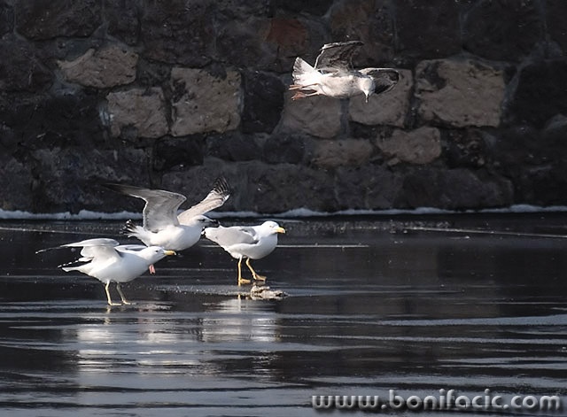 animals___Above All___Senj, Croatia.