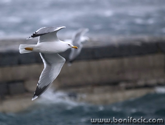 animals___Aeromeeting___Senj, Croatia.