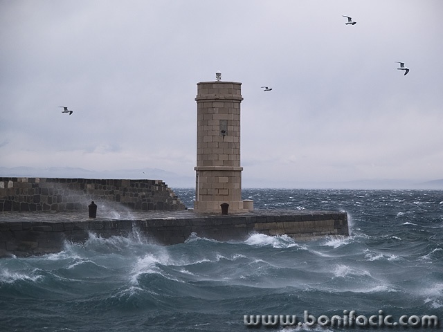 animals___Affront The Wind___Senj, Croatia.