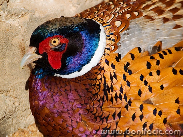animals___African Eye___Tozeur, Tunisia.