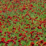 makovipodgradina1mal