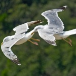 animals___Attack Flight___Cres, Croatia.