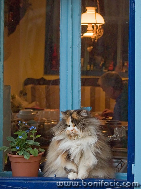 animals___Be Flogged___Vrbnik, Croatia.