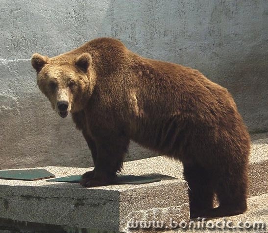 animals___Big Boy___Zagreb, Croatia.