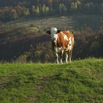 animals___Bossy___Svica, Croatia.