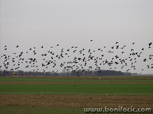 animals___Birds___Murska Sobota, Slovenia.