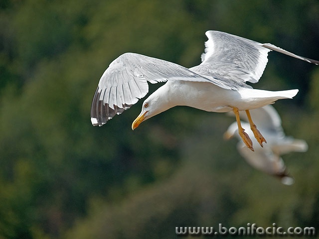 animals___Birs's Eye View___Cres, Croatia.