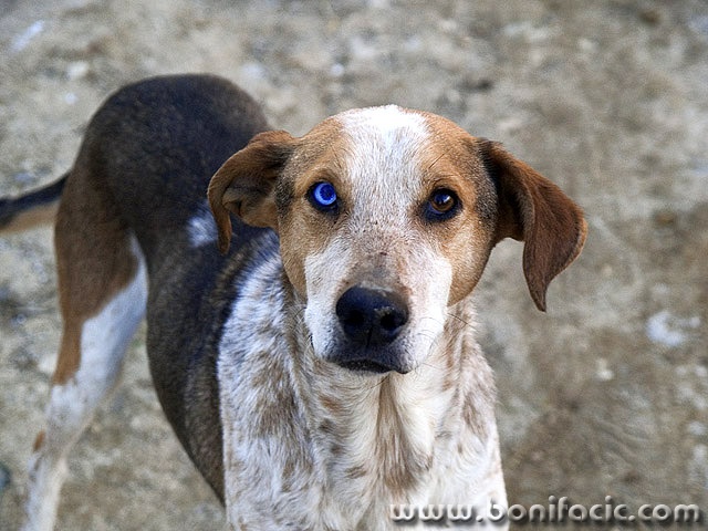animals___Blue Eye Baby___Kotli, Croatia.