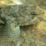 animals___Camouflage___Stara Baska, Croatia.