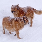 animals___Canine Winter___Crni Lug, Croatia.