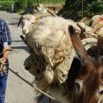 animals___Cohabitation___Baska, Croatia.