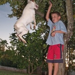 animals___Coquetry___Punat, Croatia.