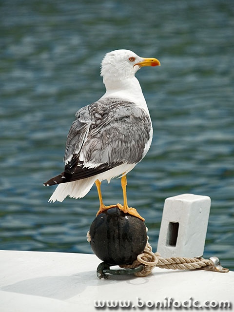 animals___Cannoneer___Veli Losinj, Croatia.