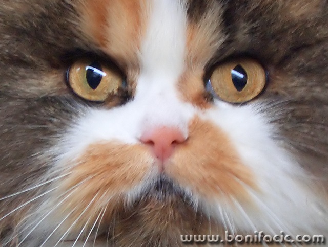 animals___Cat Eyes___Vrbnik, Croatia.