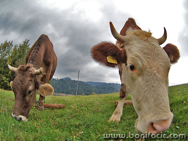 animals___Cowgirls___Gorski Raj, Croatia.