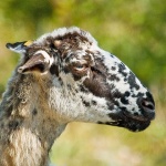 animals___Dalmatian Sheep___Beli, Croatia.