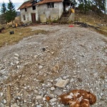 animals___Dead Chicken___Dedin, Croatia.