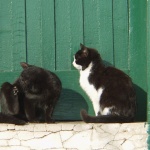 animals___Dearth Of Ideas___Ostro, Croatia.