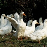 animals___Disorderly___Kriznica, Croatia.