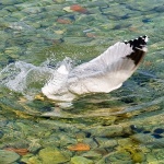 animals___Dive___Klenovica, Croatia.