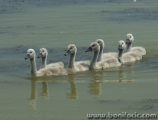 animals___Discipline___Draz, Croatia.