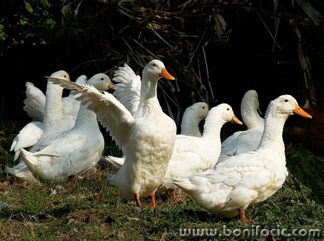 animals___Disorderly___Kriznica, Croatia.