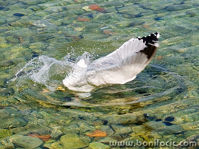 animals___Dive___Klenovica, Croatia.