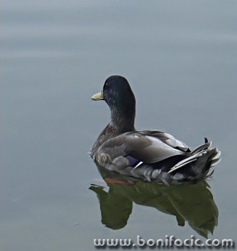 animals___Double Ducker___Ogulin, Croatia.