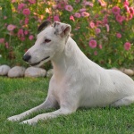 animals___Emi___Punat, Croatia.