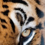 animals___Eye Of The Tiger___Hammamet, Tunisia.