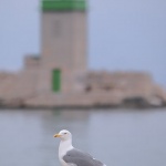 animals___Flight Control Tower___Baska, Croatia.
