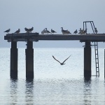 animals___Flying School___Baska, Croatia.
