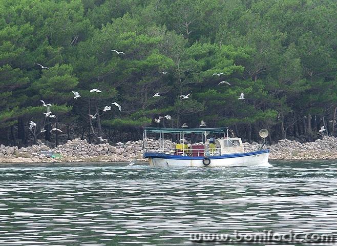 animals___Escort___Punat, Croatia.