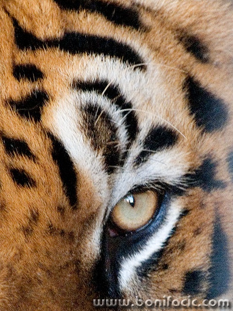 animals___Eye Of The Tiger___Hammamet, Tunisia.