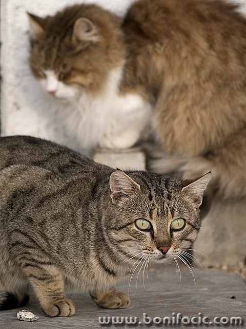 animals___Fear___Baska, Croatia.
