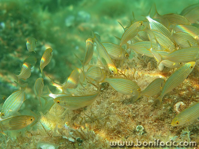 animals___Fish Dance___Stara Baska, Croatia.