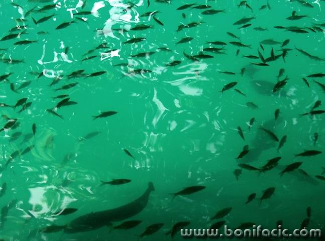 animals___Fish Party___Bled, Slovenia.