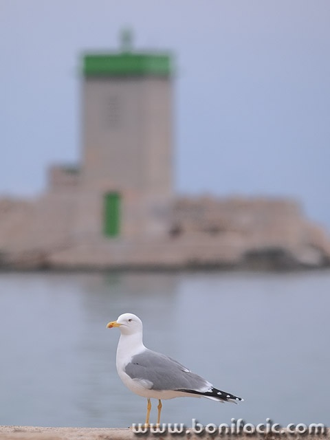 animals___Flight Control Tower___Baska, Croatia.