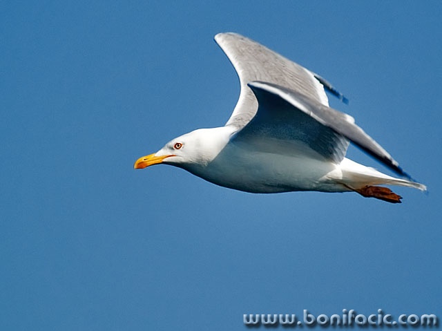 animals___Flit___Rab, Croatia.
