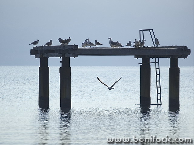animals___Flying School___Baska, Croatia.