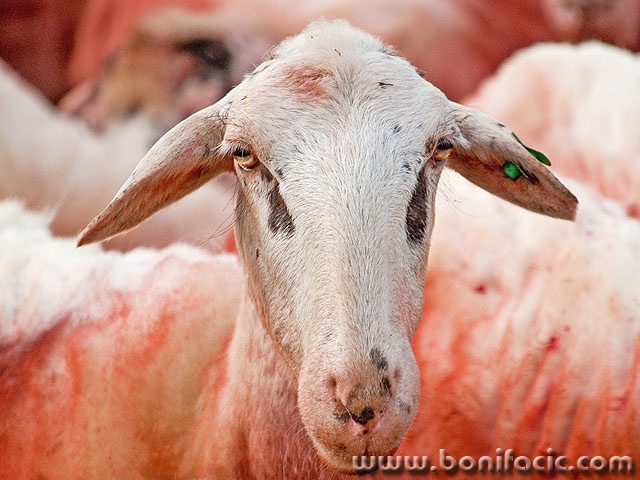 animals___For ID Card___Cres, Croatia.