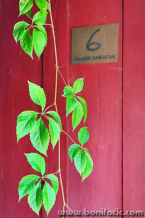 zg26mal