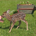 animals___Friendly Hand___Josipdol, Croatia.