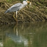 animals___Frog Hunter___Donje Stative, Croatia.