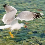 animals___Full Stem___Klenovica, Croatia.