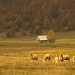 animals___Golden Pasture___Begovo Razdolje, Croatia.