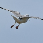 animals___Gone With The Wind___Cres, Croatia.